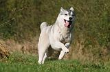 SIBERIAN HUSKY 804